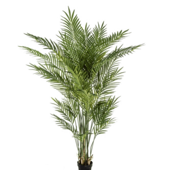 Forest areca palm w/p 205 cm