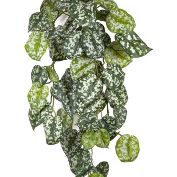 Flame retardant scindapsus hanging bush