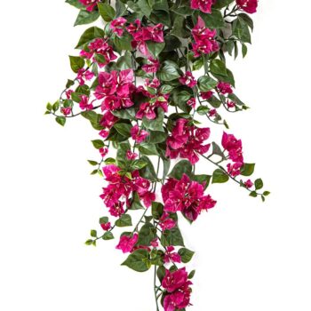 Bougainvillea hanging bush fuchsia - uv