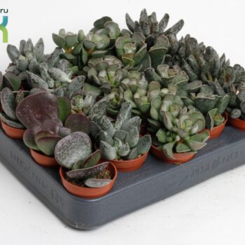 Adromiscus mix ( living stone)