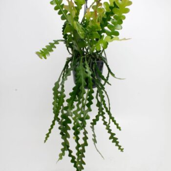 Epiphyllum Anguliger