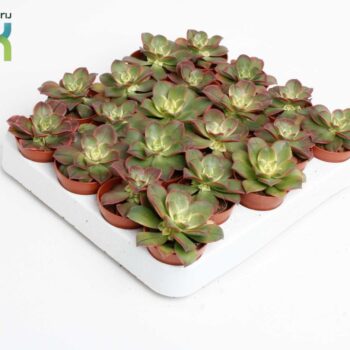 Aeonium Tricolor ('Kiwi')