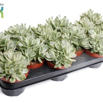 Crassula Moneymaker