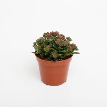 Crassula Schmithii