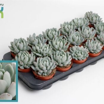 Echeveria Scheidekerii
