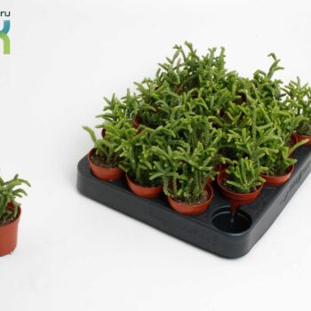 Crassula Licopodioides