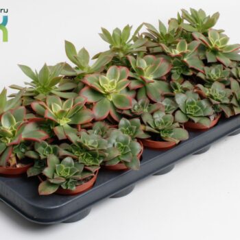 Aeonium Mix