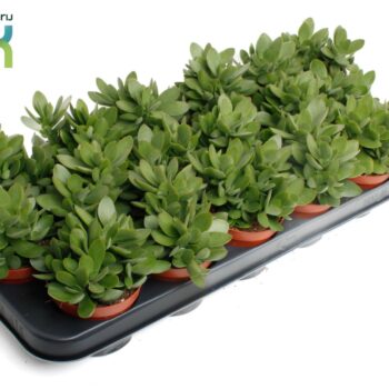 Crassula Moneymaker