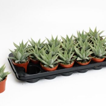 Haworthia Spider White