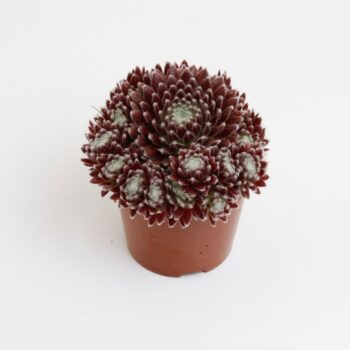 Sempervivum Arachnoideum Rubrum
