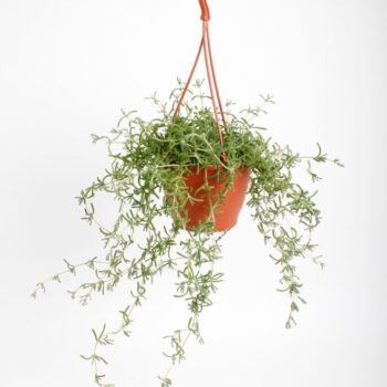 Senecio Twinkle littele Star