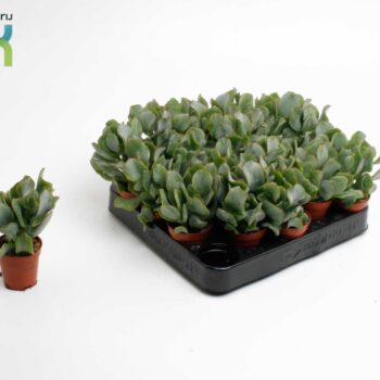 Crassula Arborensis Cristaat