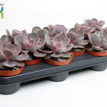 Echeveria Perle von Nurnberg