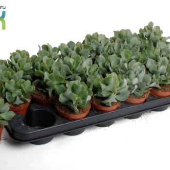 Crassula Arborensis Cristaat