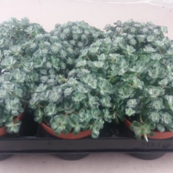 Sedum Spathulifolium
