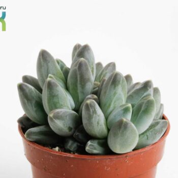 Echeveria Hookeri