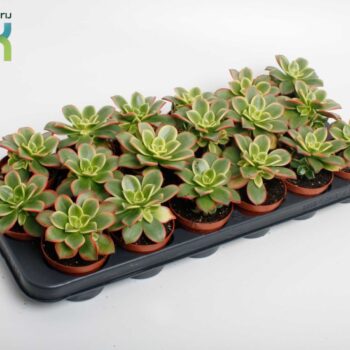 Aeonium Tricolor ('Kiwi')