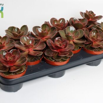 Echeveria Magic Red