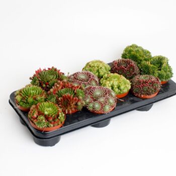 Sempervivum Mix