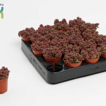 Sedum Sthalii