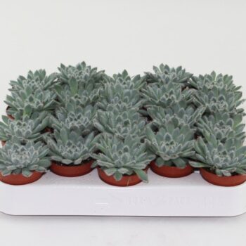 Echeveria Rundelii Special