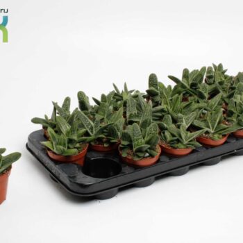 Gasteria Littele Worthy