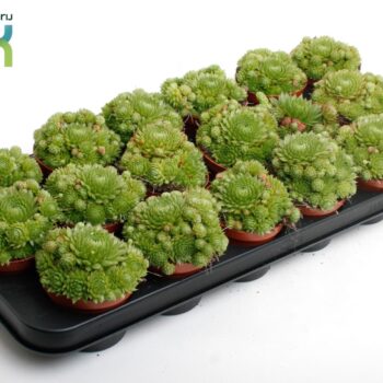Sempervivum Herta Green
