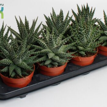 Haworthia Margaritifera