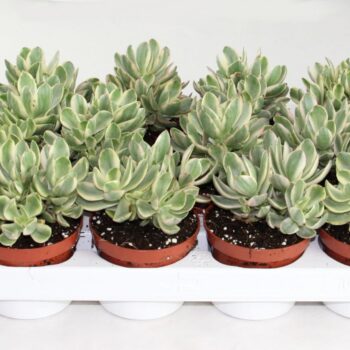 Crassula moneymaker varigata