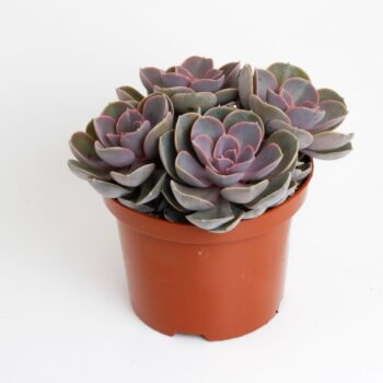Echeveria Perle von Nurnberg