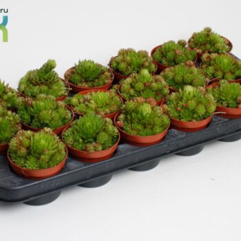 Sempervivum Arachnoideum