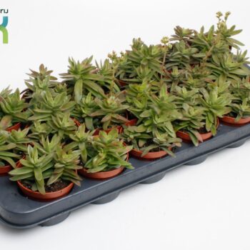 Crassula Falcata