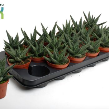 Haworthia Gasworthia (Royal Highness)