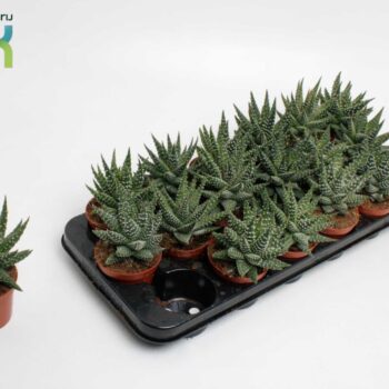 Haworthia Margaritifera