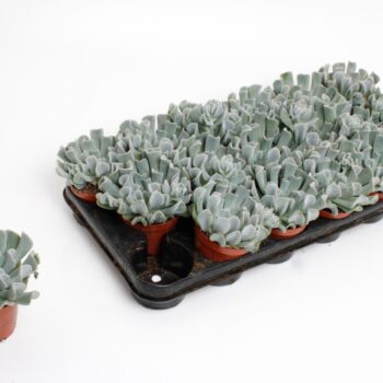 Echeveria Crispes
