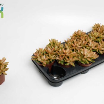 Sedum Adolphii
