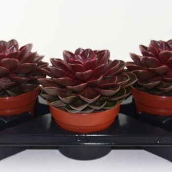 Echeveria Magic Red