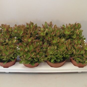 Crassula Moneymaker