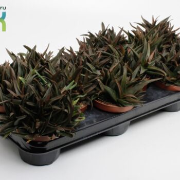 Haworthia Pentagona (Black Gem)