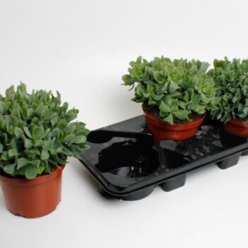 Crassula Arborensis Cristaat