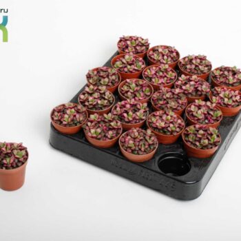 Annecampseros sunrise