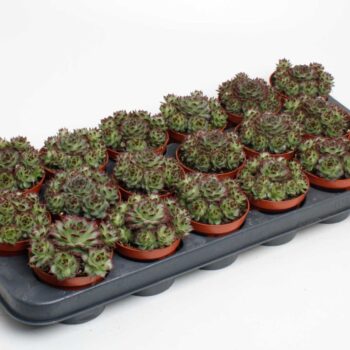 Sempervivum Tectorum