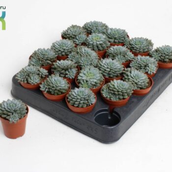 Echeveria Derenbergii