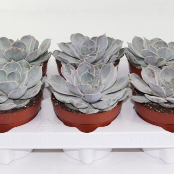 Echeveria Runyonii