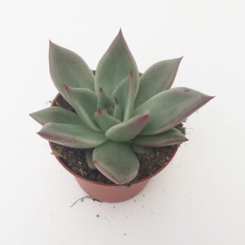 Echeveria Sirius