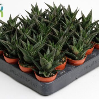 Haworthia Limifolia