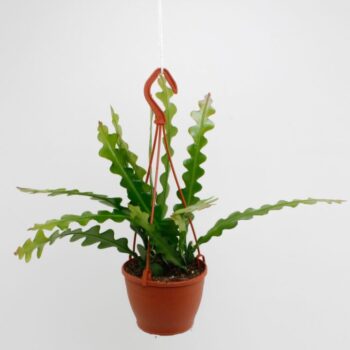 Epiphyllum anguliger