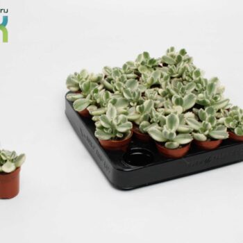 cotyledon ladismithiensis Varigata