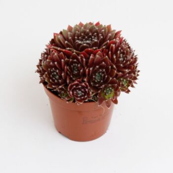 Sempervivum Corser