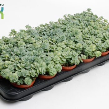 Sedum Siebolii